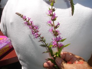 Invasive Purple Loosestrife is in Bloom Again