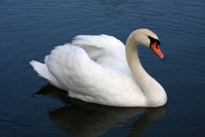 Join The Fight to Save The MUTE SWANS